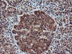 SERPINB1 Antibody in Immunohistochemistry (Paraffin) (IHC (P))