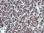 SERPINB1 Antibody in Immunohistochemistry (Paraffin) (IHC (P))
