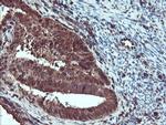 SERPINB1 Antibody in Immunohistochemistry (Paraffin) (IHC (P))