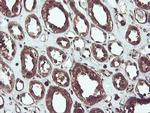 SERPINB1 Antibody in Immunohistochemistry (Paraffin) (IHC (P))