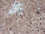 SERPINB1 Antibody in Immunohistochemistry (Paraffin) (IHC (P))