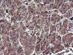SERPINB1 Antibody in Immunohistochemistry (Paraffin) (IHC (P))