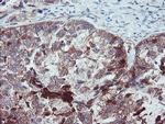 SERPINB1 Antibody in Immunohistochemistry (Paraffin) (IHC (P))