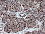 SERPINB1 Antibody in Immunohistochemistry (Paraffin) (IHC (P))