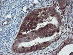 SERPINB1 Antibody in Immunohistochemistry (Paraffin) (IHC (P))