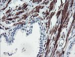 SERPINB1 Antibody in Immunohistochemistry (Paraffin) (IHC (P))