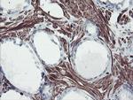 SERPINB1 Antibody in Immunohistochemistry (Paraffin) (IHC (P))