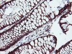 SERPINB1 Antibody in Immunohistochemistry (Paraffin) (IHC (P))