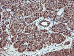SERPINB1 Antibody in Immunohistochemistry (Paraffin) (IHC (P))