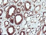 SERPINB1 Antibody in Immunohistochemistry (Paraffin) (IHC (P))