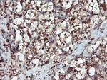 SERPINB1 Antibody in Immunohistochemistry (Paraffin) (IHC (P))