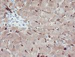 SERPINB1 Antibody in Immunohistochemistry (Paraffin) (IHC (P))