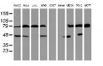 SERPINB1 Antibody in Western Blot (WB)