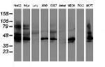 SERPINB1 Antibody in Western Blot (WB)