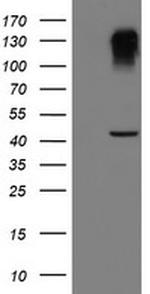 SERPINB1 Antibody in Western Blot (WB)