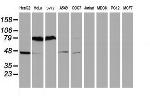 SERPINB1 Antibody in Western Blot (WB)
