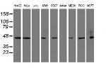 SERPINB1 Antibody in Western Blot (WB)