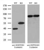 SERPINB1 Antibody in Western Blot (WB)