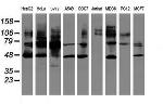 SERPINB1 Antibody in Western Blot (WB)