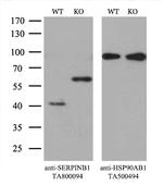 SERPINB1 Antibody in Western Blot (WB)
