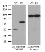 SERPINB1 Antibody in Western Blot (WB)