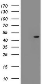 SERPINF1 Antibody in Western Blot (WB)