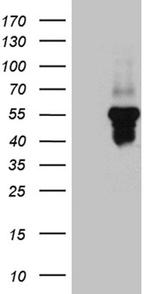 SERPINI1 Antibody in Western Blot (WB)