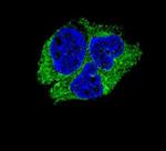 Neuroserpin Antibody in Immunocytochemistry (ICC/IF)