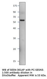 SESN3 Polyclonal Antibody