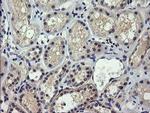 SESTD1 Antibody in Immunohistochemistry (Paraffin) (IHC (P))