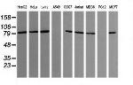 SESTD1 Antibody in Western Blot (WB)