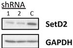 SETD2 Antibody
