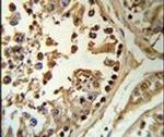 SETD8 Antibody in Immunohistochemistry (IHC)