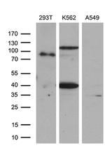 SETD8 Antibody in Western Blot (WB)