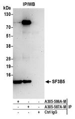 SF3B5 Polyclonal Antibody
