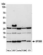 SF3B5 Polyclonal Antibody
