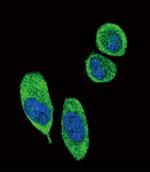 14-3-3 sigma Antibody in Immunocytochemistry (ICC/IF)