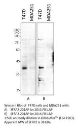 SFRP2 Polyclonal Antibody