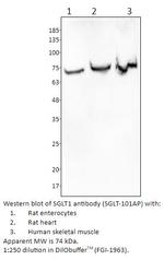 SGLT1 Polyclonal Antibody