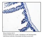 SGLT1 Polyclonal Antibody