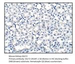 SGLT2 Polyclonal Antibody