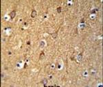 SGMS2 Antibody in Immunohistochemistry (IHC)