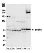 SGSM3 Polyclonal Antibody