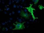 SH2B3 Antibody in Immunocytochemistry (ICC/IF)