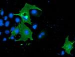 SH2B3 Antibody in Immunocytochemistry (ICC/IF)