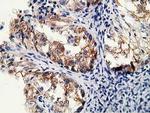 SH2B3 Antibody in Immunohistochemistry (Paraffin) (IHC (P))