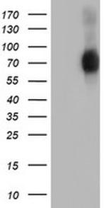 SH2B3 Antibody in Western Blot (WB)