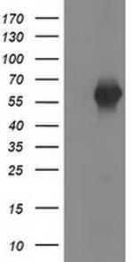 SH2B3 Antibody in Western Blot (WB)