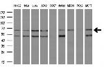 SH2B3 Antibody in Western Blot (WB)