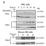 SH2D2A Antibody in Western Blot (WB)